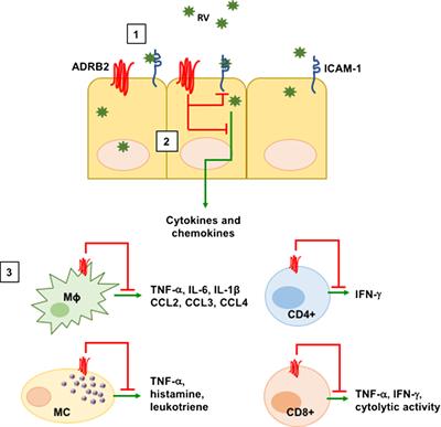 Frontiers | Adrenergic Signaling at the Interface of Allergic Asthma ...