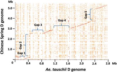 Frontiers Gene Duplication And Evolution Dynamics In The Homeologous Regions Harboring Multiple Prolamin And Resistance Gene Families In Hexaploid Wheat Plant Science