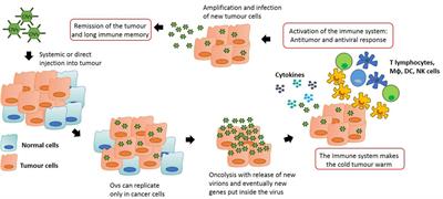 Oncolytic Virus Disrupts Immune-Blocking Protein - NCI