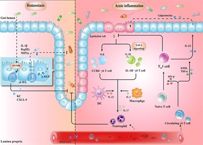 Frontiers | γδ T Cells: Crosstalk Between Microbiota, Chronic ...