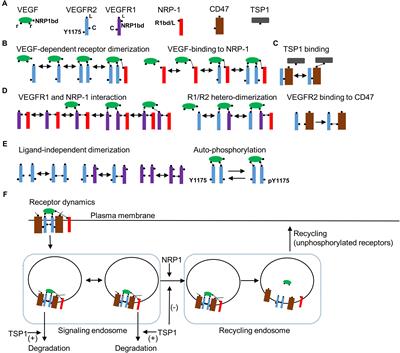 Frontiers | Computer Simulation of TSP1 Inhibition of VEGF–Akt–eNOS: An ...