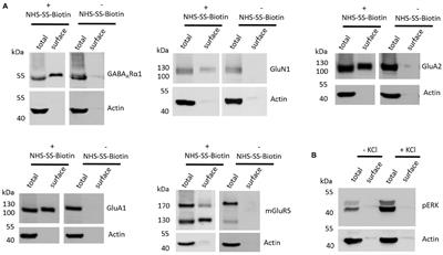 Frontiers Heterogeneity Of Cell Surface Glutamate And Gaba Receptor Expression In Shank And Cntn4 Autism Mouse Models Frontiers In Molecular Neuroscience