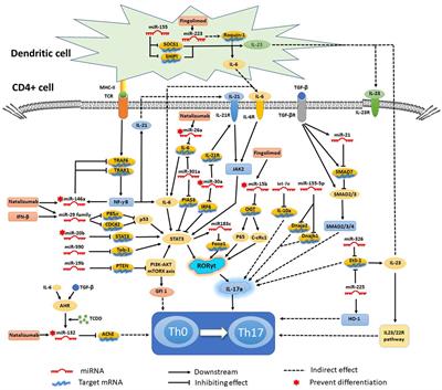 Frontiers | Dysregulated MicroRNA Involvement in Multiple Sclerosis by ...