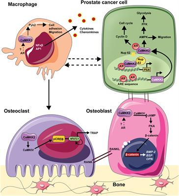 Frontiers | Androgen Receptor-CaMKK2 Axis in Prostate Cancer and Bone ...