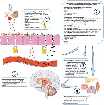 Frontiers | “Immune Gate” of Psychopathology—The Role of Gut Derived ...