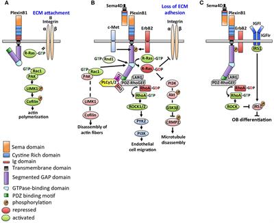 Frontiers | The Role of Semaphorin 4D in Bone Remodeling and Cancer ...