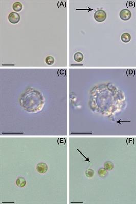 Frontiers | The Bacterial Symbiont Phaeobacter inhibens Shapes the Life ...