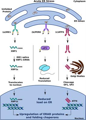 Frontiers | Crosstalk Between the Unfolded Protein Response, MicroRNAs ...