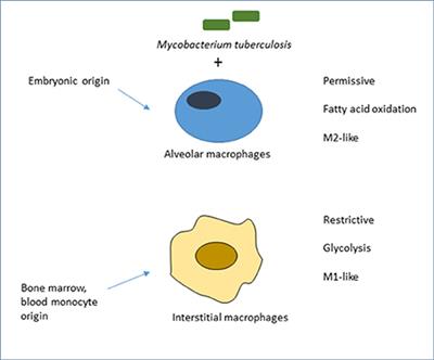 Frontiers | Macrophage Heterogeneity in the Immunopathogenesis of ...