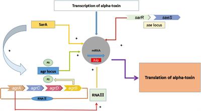 Frontiers | Sub-Inhibitory Concentrations of Mupirocin Strongly Inhibit ...