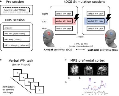 Frontiers | No Evidence That Baseline Prefrontal Cortical Excitability ...