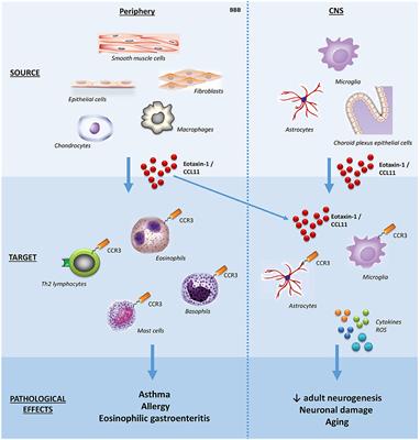 Frontiers | Revisiting the Role of Eotaxin-1/CCL11 in Psychiatric Disorders