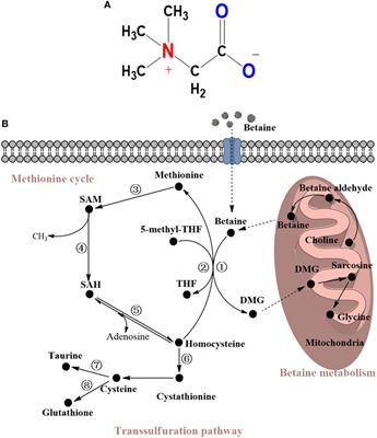 Frontiers | Betaine in Inflammation: Mechanistic Aspects and Applications