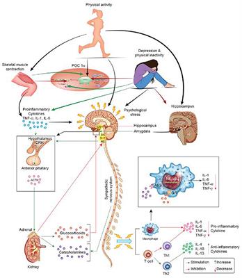 Frontiers | Immune and Neuroprotective Effects of Physical Activity on ...