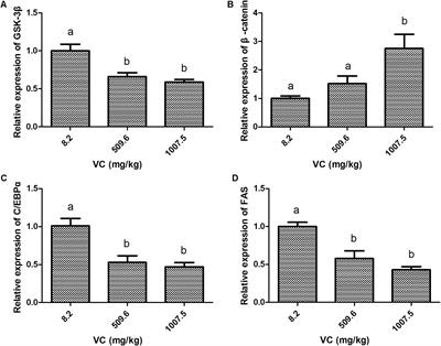 Frontiers Investigation Of The Lipid Lowering Effect Of Vitamin C Through Gsk 3b B Catenin Signaling In Zebrafish Physiology