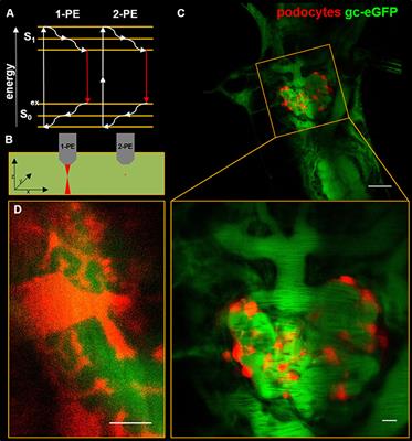 Frontiers Novel Microscopic Techniques For Podocyte