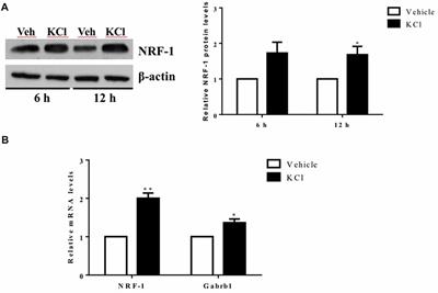 Frontiers Nuclear Respiratory Factor 1 Nrf 1 Controls The Activity Dependent Transcription Of The Gaba A Receptor Beta 1 Subunit Gene In Neurons Molecular Neuroscience