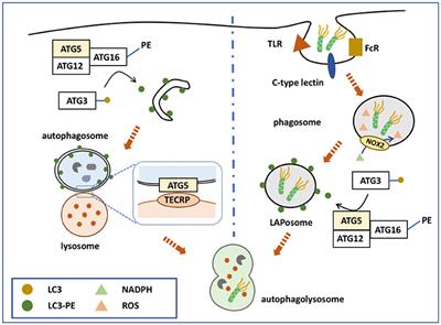 Frontiers Exploring The Role Of Autophagy Related Gene 5 Atg5 Yields Important Insights Into Autophagy In Autoimmune Autoinflammatory Diseases Immunology