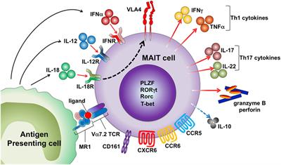 Frontiers | Mucosal-Associated Invariant T Cells in Autoimmune Diseases