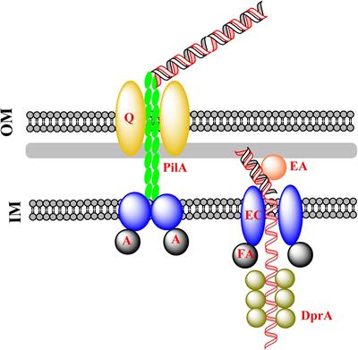 Frontiers Pull In And Push Out Mechanisms Of Horizontal Gene Transfer In Bacteria Microbiology