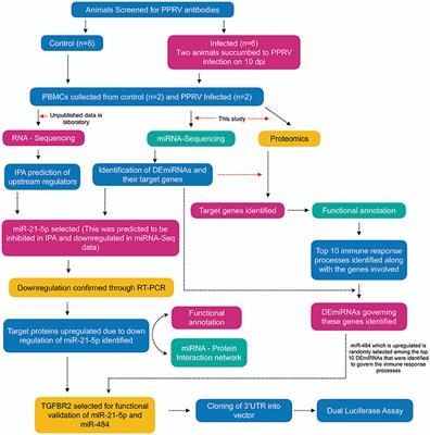 Frontiers | Dysregulated miRNAome and Proteome of PPRV Infected Goat ...