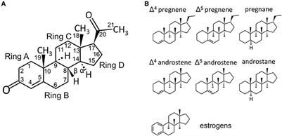 Frontiers Intracrine Regulation Of Estrogen And Other Sex Steroid Levels In Endometrium And Non Gynecological Tissues Pathology Physiology And Drug Discovery Pharmacology