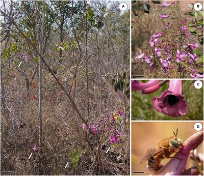 Frontiers | Nectar Replaced by Volatile Secretion: A Potential New Role for Nectarless Flowers in a Bee-Pollinated Plant Species