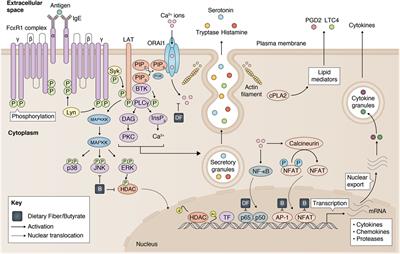 Frontiers | Effect of Dietary Fiber and Metabolites on Mast Cell ...