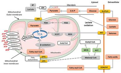 Frontiers Loss Of Metabolic Flexibility In The Failing Heart Cardiovascular Medicine