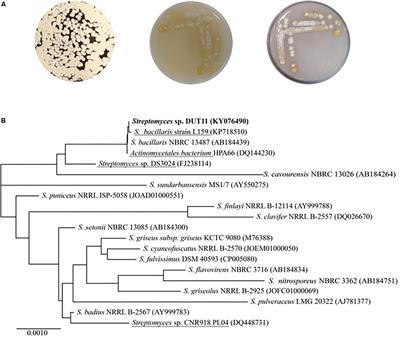 Frontiers | Genome Mining of the Marine Actinomycete Streptomyces sp ...