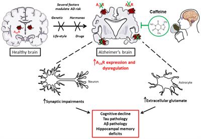 Frontiers | The Adenosinergic Signaling: A Complex but Promising ...