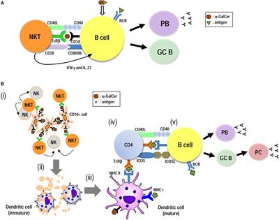 Frontiers | Vaccine Designs Utilizing Invariant NKT-Licensed Antigen ...