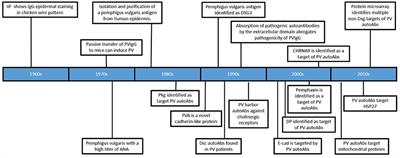 Frontiers | The Evolving Story of Autoantibodies in Pemphigus Vulgaris ...