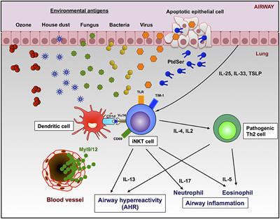 Frontiers | Role of CD1d- and MR1-Restricted T Cells in Asthma