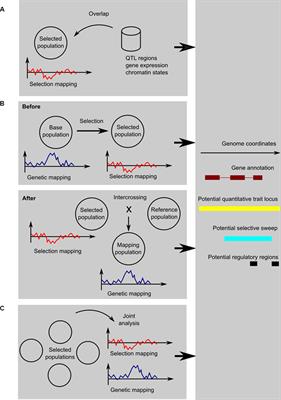 Frontiers Genetic Mapping Identifies Genomic Regions And Candidate