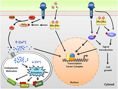 Frontiers Sensing The Stress A Role For The Uprmt And Upram In The