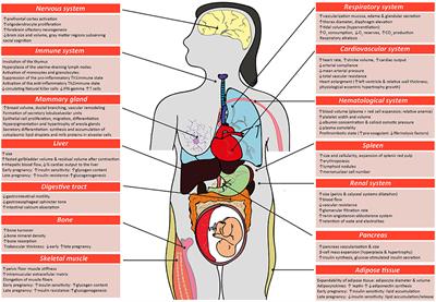 Frontiers The Role Of Placental Hormones In Mediating Maternal Adaptations To Support Pregnancy And Lactation Physiology