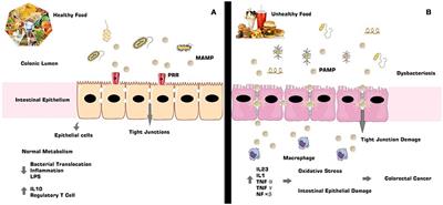 Frontiers | The Complex Puzzle of Interactions Among Functional Food ...