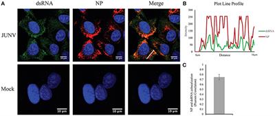 Frontiers Visualization Of Double Stranded Rna Colocalizing With Pattern Recognition Receptors In Arenavirus Infected Cells Cellular And Infection Microbiology