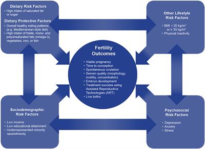 Frontiers | The Influence of Diet on Fertility and the ...