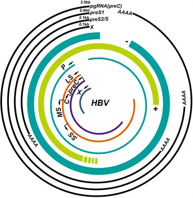 Frontiers When Hepatitis B Virus Meets Interferons Microbiology