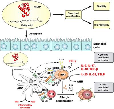 Frontiers | Interaction of Non-Specific Lipid-Transfer Proteins With ...