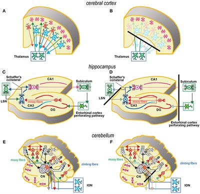 Frontiers | The Use of ex Vivo Rodent Platforms in Neuroscience ...