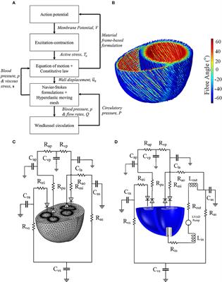 Frontiers A Multiphysics Biventricular Cardiac Model - 