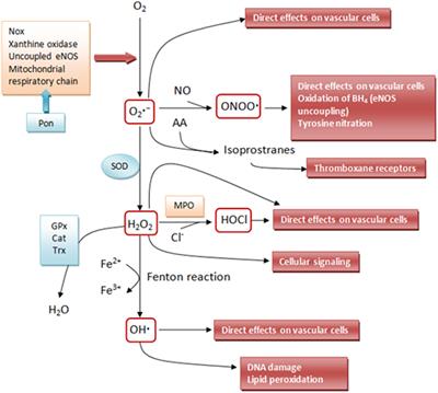 Frontiers Sensing The Stress A Role For The Uprmt And Upram In The