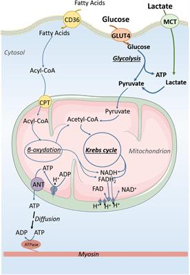 Frontiers | Maturation of Cardiac Energy Metabolism During Perinatal ...