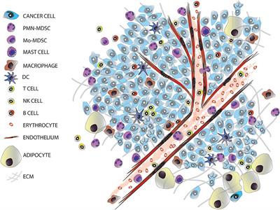 Frontiers | Single-Cell Transcriptomics in Cancer Immunobiology: The ...