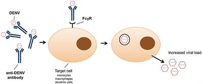 Frontiers | Flavivirus Receptors: Diversity, Identity, and Cell Entry