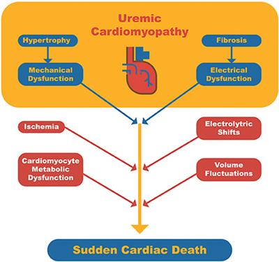 Frontiers | Uremic Cardiomyopathy: A New Piece in the Chronic Kidney ...