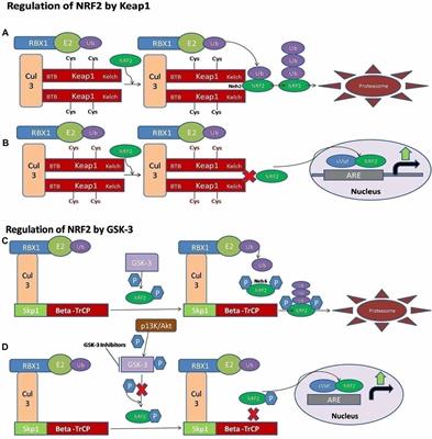 Frontiers | p62-Keap1-NRF2-ARE Pathway: A Contentious Player for ...